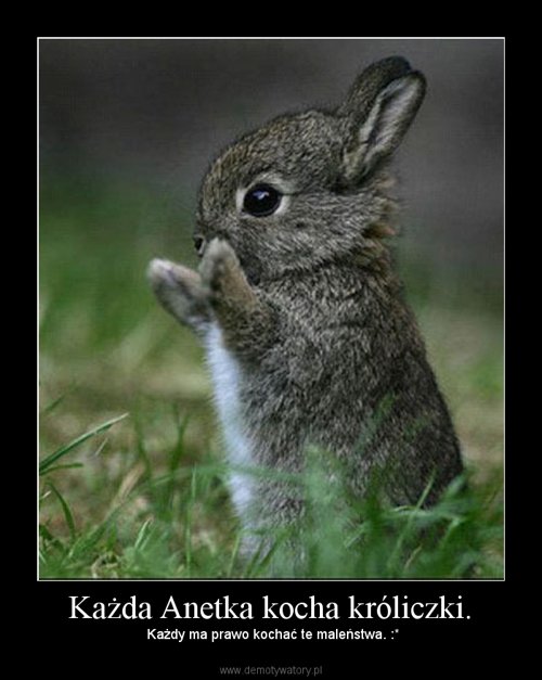 Każda Anetka kocha króliczki.