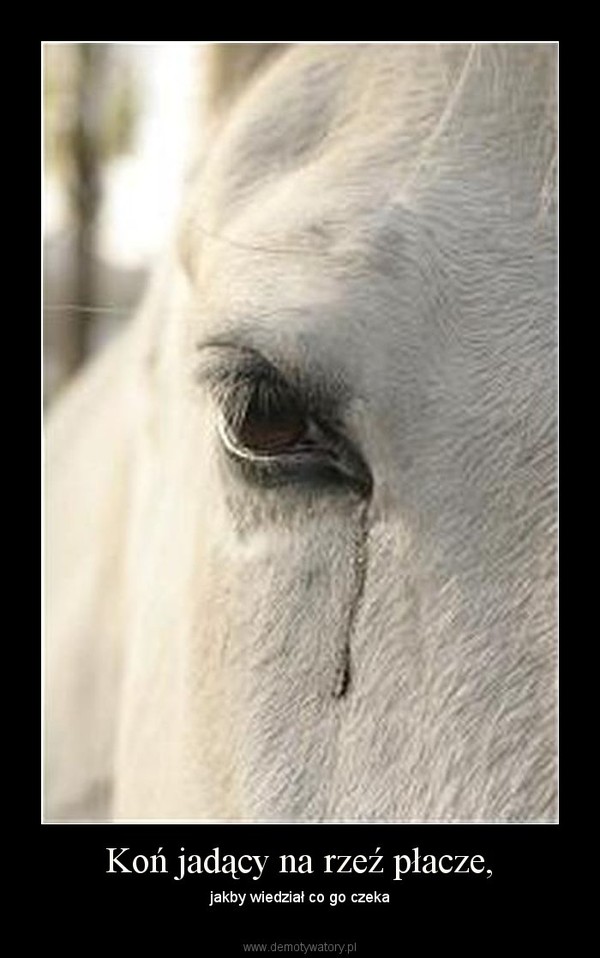Koń jadący na rzeź płacze,