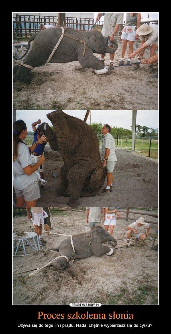 Proces szkolenia słonia