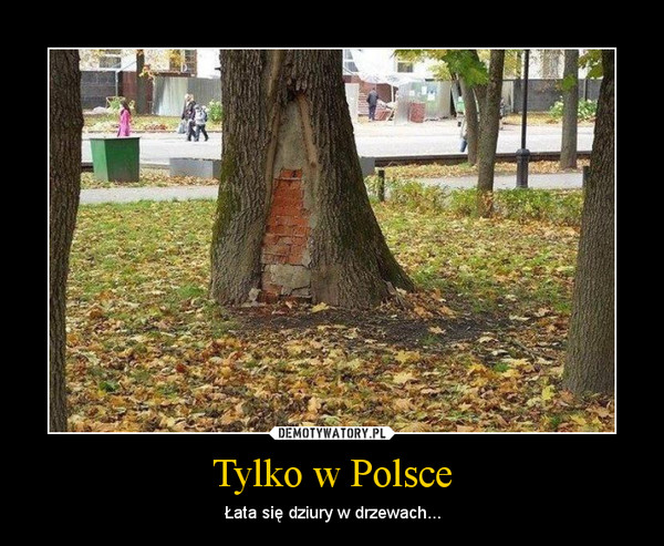 Tylko w Polsce – Łata się dziury w drzewach... 