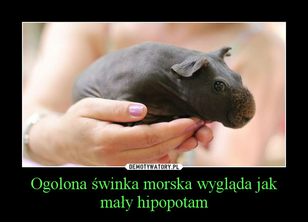 Ogolona świnka morska wygląda jak mały hipopotam