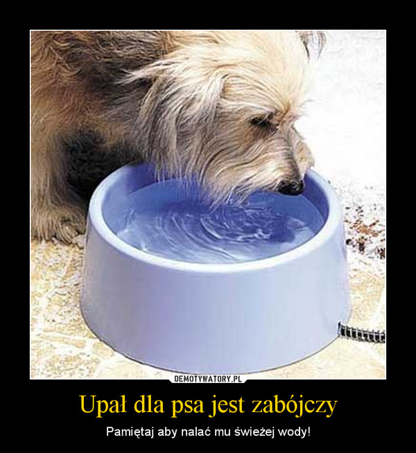 Upał dla psa jest zabójczy – Pamiętaj aby nalać mu świeżej wody! 