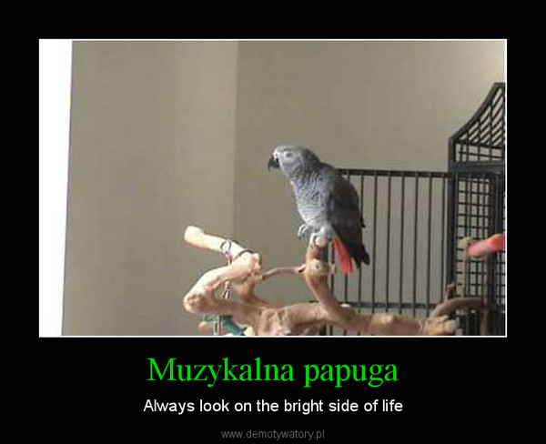 Muzykalna papuga – Always look on the bright side of life 