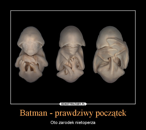Batman - prawdziwy początek – Oto zarodek nietoperza 