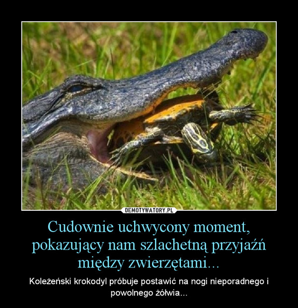 Cudownie uchwycony moment, pokazujący nam szlachetną przyjaźń między zwierzętami... – Koleżeński krokodyl próbuje postawić na nogi nieporadnego i powolnego żółwia... 