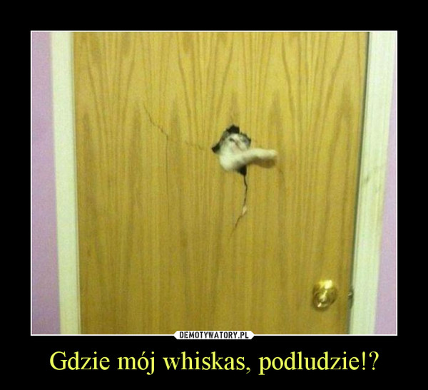 Gdzie mój whiskas, podludzie!? –  