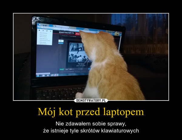 Mój kot przed laptopem