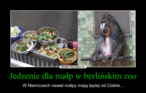 Jedzenie dla małp w berlińskim zoo – W Niemczech nawet małpy mają lepiej od Ciebie... 