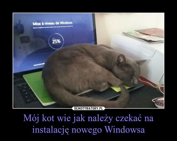 Mój kot wie jak należy czekać na instalację nowego Windowsa –  