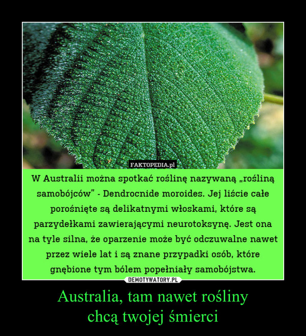 Australia, tam nawet rośliny
chcą twojej śmierci