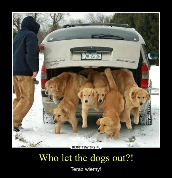 Who let the dogs out?!