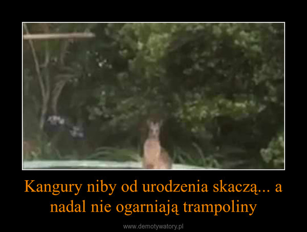 Kangury niby od urodzenia skaczą... a nadal nie ogarniają trampoliny –  