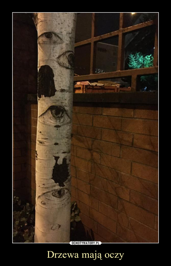 Drzewa mają oczy –  