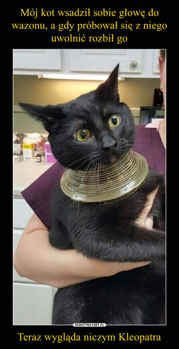 Mój kot wsadził sobie głowę do wazonu, a gdy próbował się z niego uwolnić rozbił go Teraz wygląda niczym Kleopatra