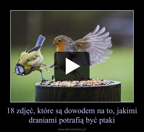 18 zdjęć, które są dowodem na to, jakimi draniami potrafią być ptaki –  