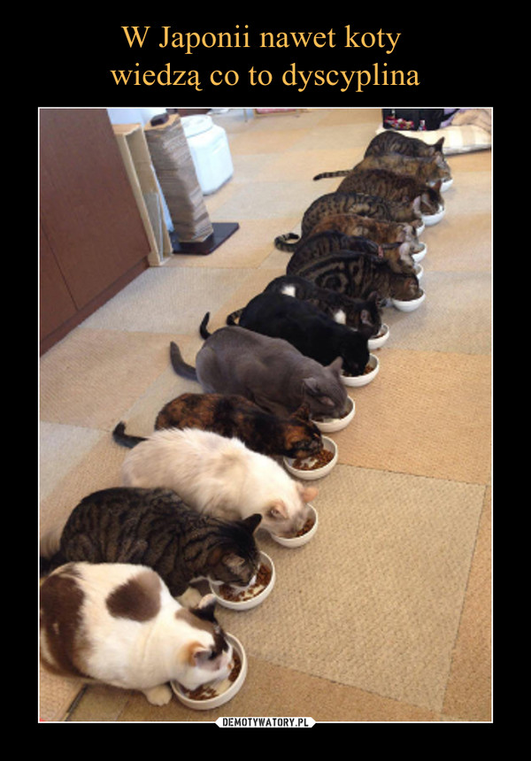 W Japonii nawet koty 
wiedzą co to dyscyplina