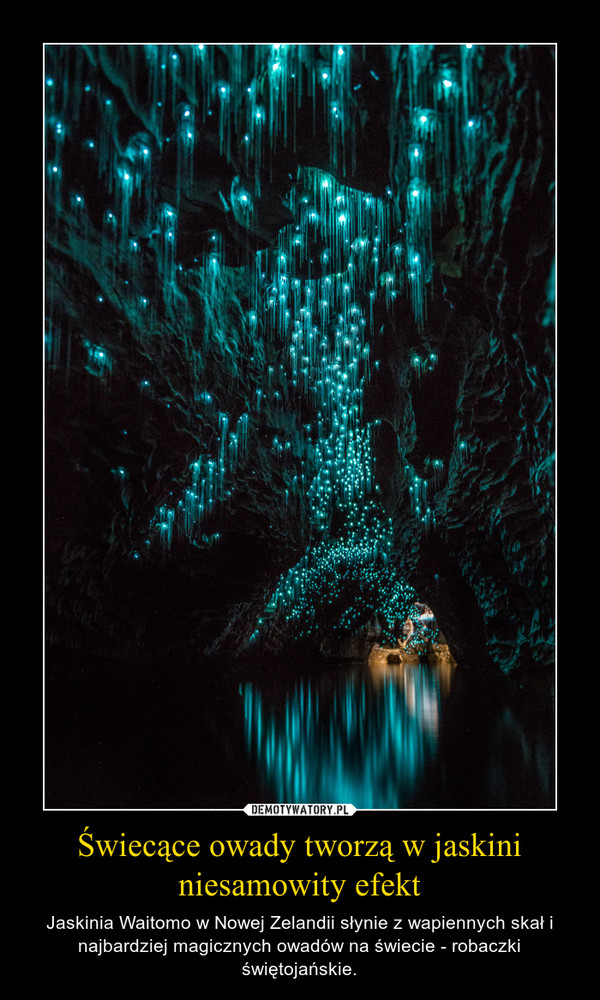 Świecące owady tworzą w jaskini niesamowity efekt – Jaskinia Waitomo w Nowej Zelandii słynie z wapiennych skał i najbardziej magicznych owadów na świecie - robaczki świętojańskie. 
