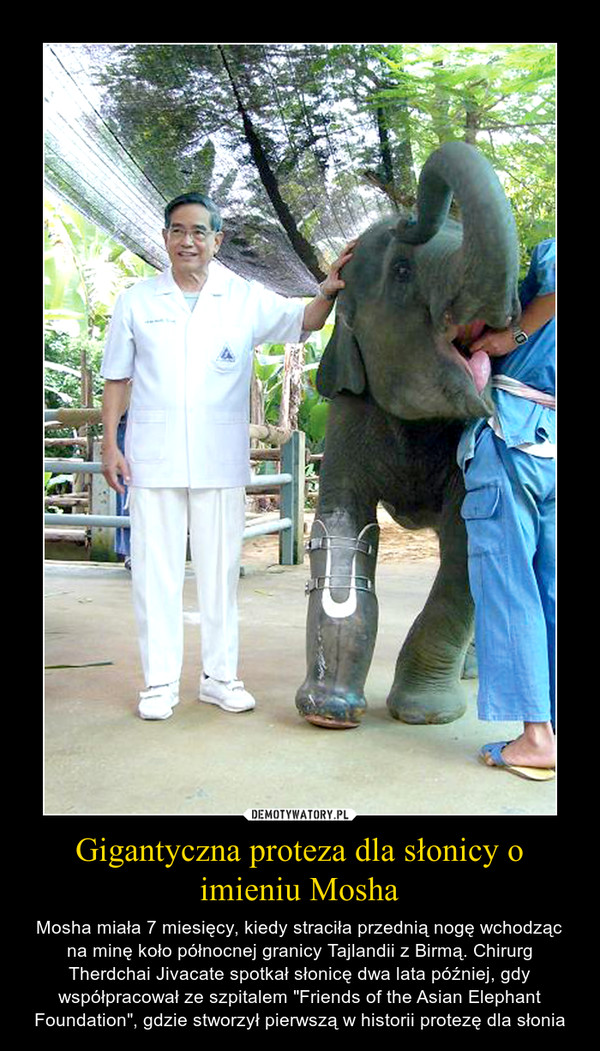 Gigantyczna proteza dla słonicy o imieniu Mosha – Mosha miała 7 miesięcy, kiedy straciła przednią nogę wchodząc na minę koło północnej granicy Tajlandii z Birmą. Chirurg Therdchai Jivacate spotkał słonicę dwa lata później, gdy współpracował ze szpitalem "Friends of the Asian Elephant Foundation", gdzie stworzył pierwszą w historii protezę dla słonia 