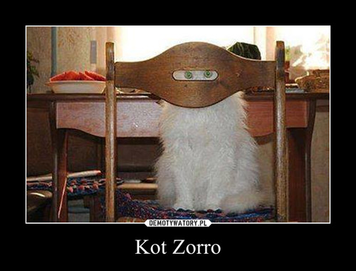Kot Zorro
