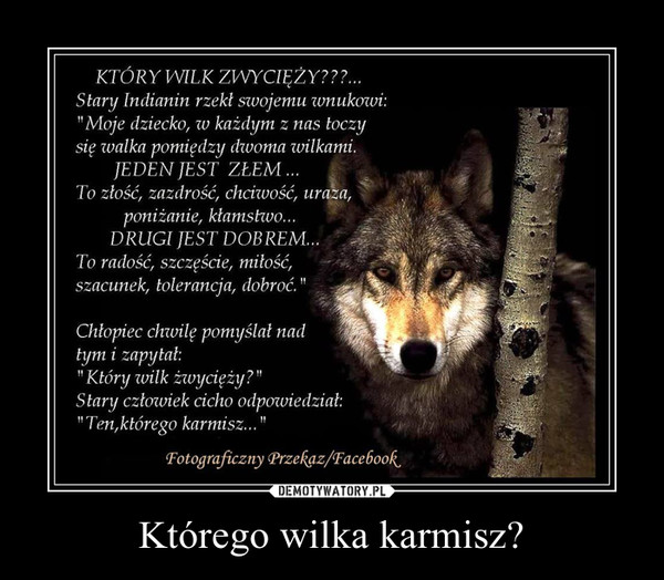 Którego wilka karmisz? –  
