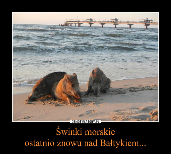 Świnki morskieostatnio znowu nad Bałtykiem... –  