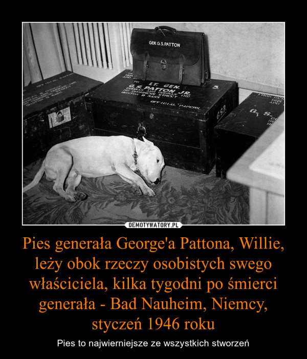 Pies generała George'a Pattona, Willie, leży obok rzeczy osobistych swego właściciela, kilka tygodni po śmierci generała - Bad Nauheim, Niemcy, styczeń 1946 roku
