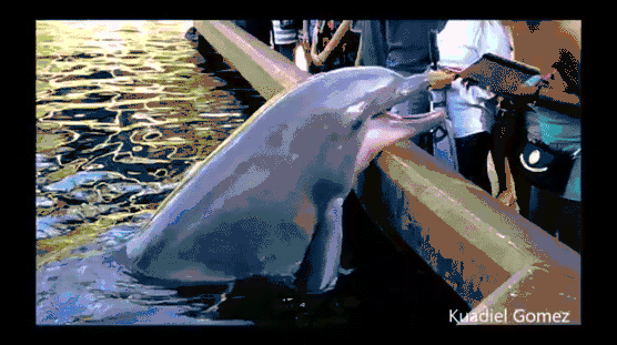Chodźmy do delfinków – Będzie fajnie, mówili 