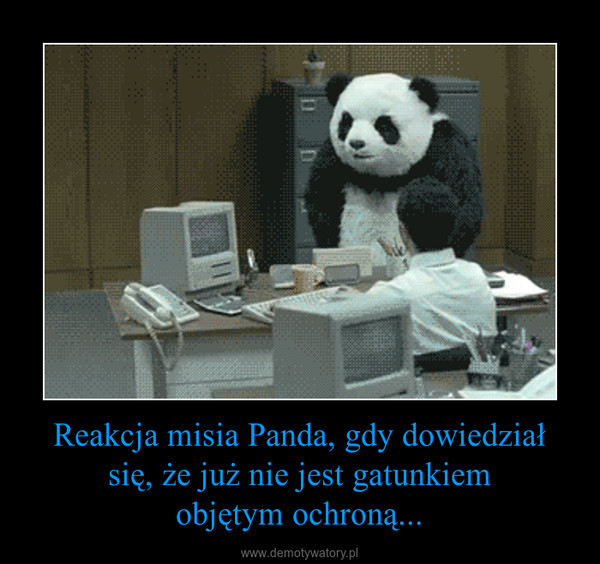 Reakcja misia Panda, gdy dowiedział się, że już nie jest gatunkiemobjętym ochroną... –  