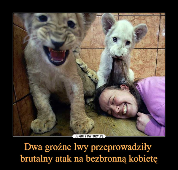 Dwa groźne lwy przeprowadziły brutalny atak na bezbronną kobietę –  