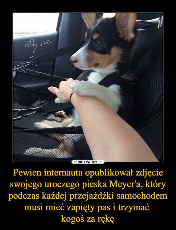 Pewien internauta opublikował zdjęcie swojego uroczego pieska Meyer'a, który podczas każdej przejażdżki samochodem musi mieć zapięty pas i trzymać kogoś za rękę –  