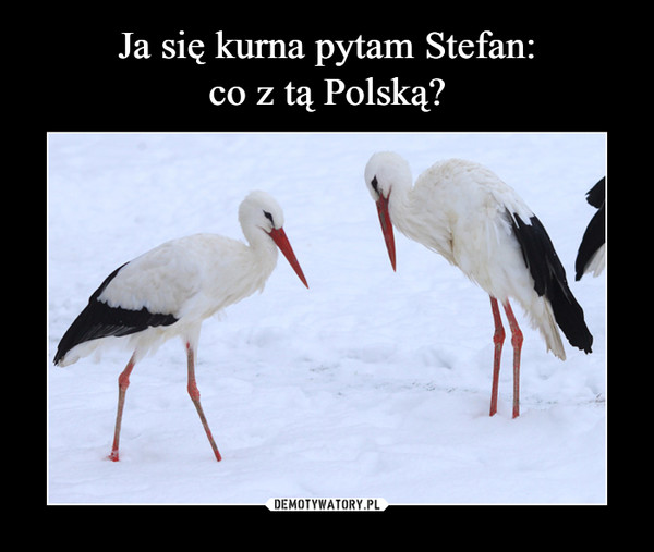 Ja się kurna pytam Stefan:
co z tą Polską?