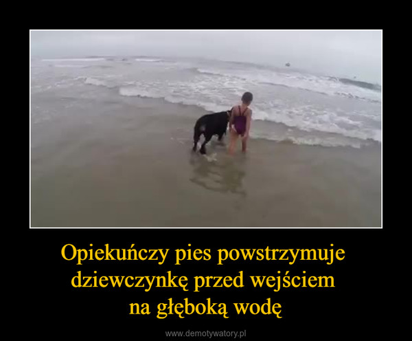 Opiekuńczy pies powstrzymuje dziewczynkę przed wejściem na głęboką wodę –  