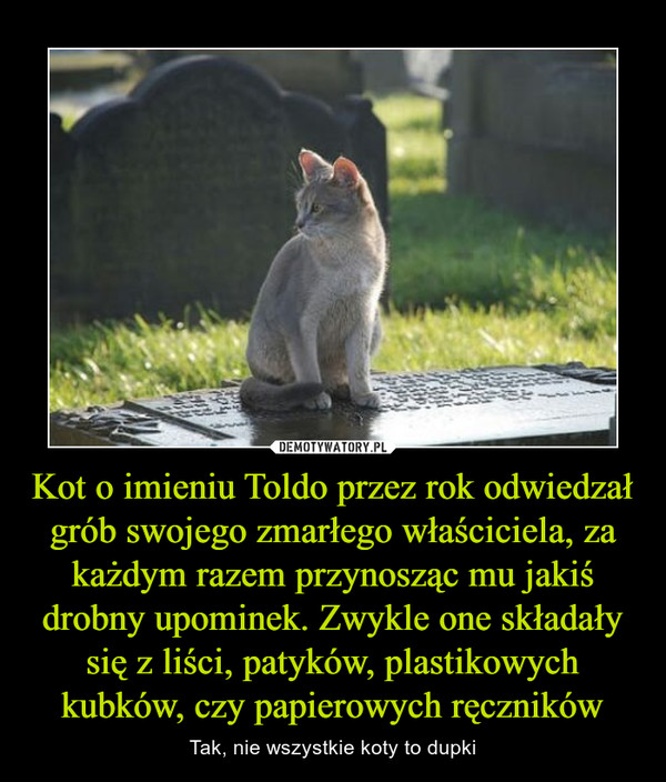 Kot o imieniu Toldo przez rok odwiedzał grób swojego zmarłego właściciela, za każdym razem przynosząc mu jakiś drobny upominek. Zwykle one składały się z liści, patyków, plastikowych kubków, czy papierowych ręczników – Tak, nie wszystkie koty to dupki 