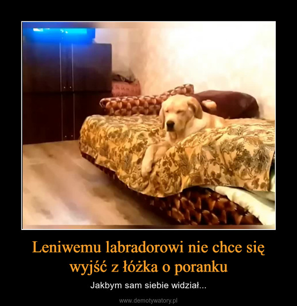 Leniwemu labradorowi nie chce się wyjść z łóżka o poranku – Jakbym sam siebie widział... 