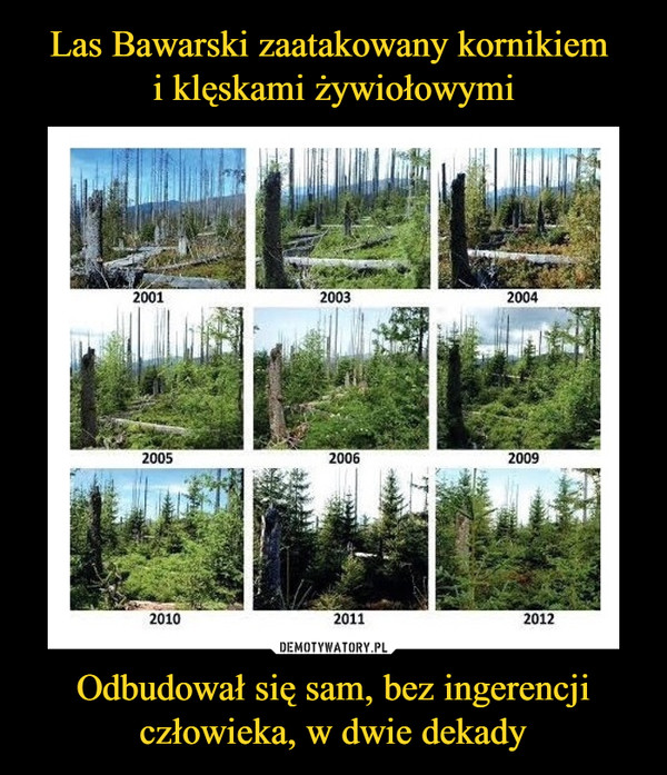 Las Bawarski zaatakowany kornikiem 
i klęskami żywiołowymi Odbudował się sam, bez ingerencji człowieka, w dwie dekady