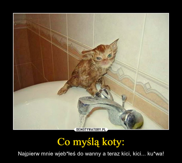 Co myślą koty: – Najpierw mnie wjeb*łeś do wanny a teraz kici, kici... ku*wa! 
