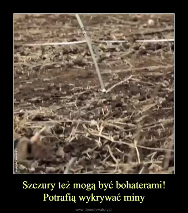 Szczury też mogą być bohaterami!Potrafią wykrywać miny –  