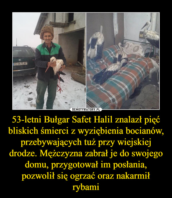 53-letni Bułgar Safet Halil znalazł pięć bliskich śmierci z wyziębienia bocianów, przebywających tuż przy wiejskiej drodze. Mężczyzna zabrał je do swojego domu, przygotował im posłania, pozwolił się ogrzać oraz nakarmił rybami –  