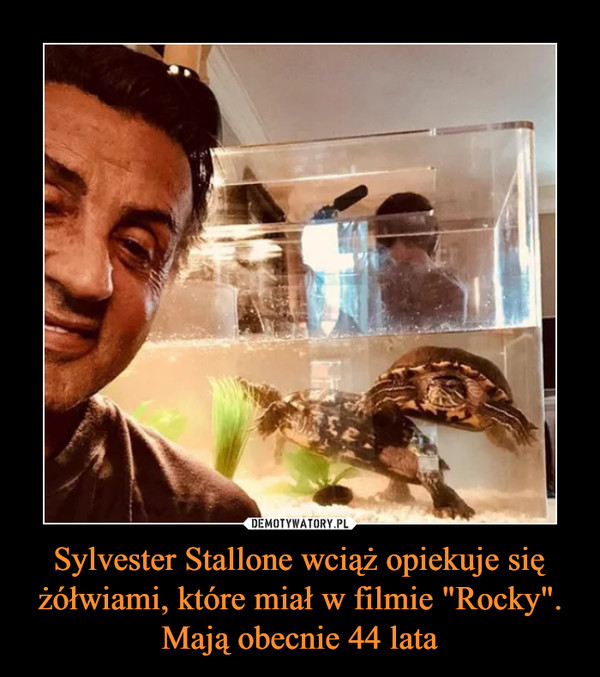 Sylvester Stallone wciąż opiekuje się żółwiami, które miał w filmie "Rocky". Mają obecnie 44 lata –  