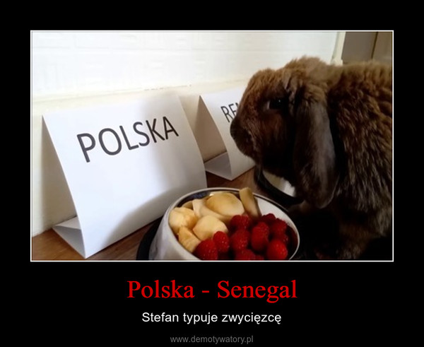 Polska - Senegal – Stefan typuje zwycięzcę 