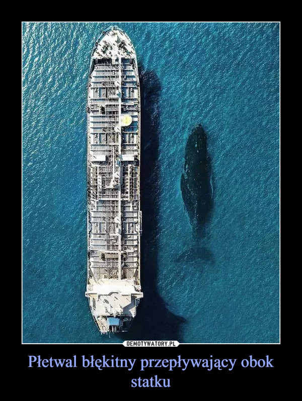 Płetwal błękitny przepływający obok statku –  
