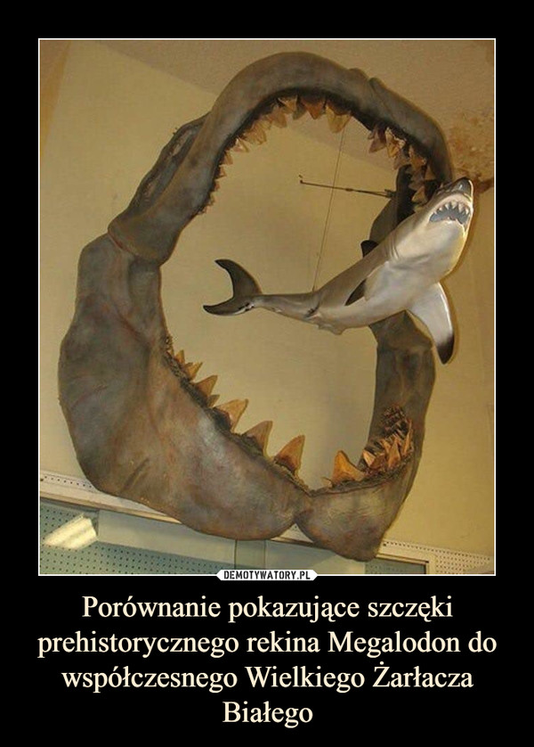 Porównanie pokazujące szczęki prehistorycznego rekina Megalodon do współczesnego Wielkiego Żarłacza Białego –  
