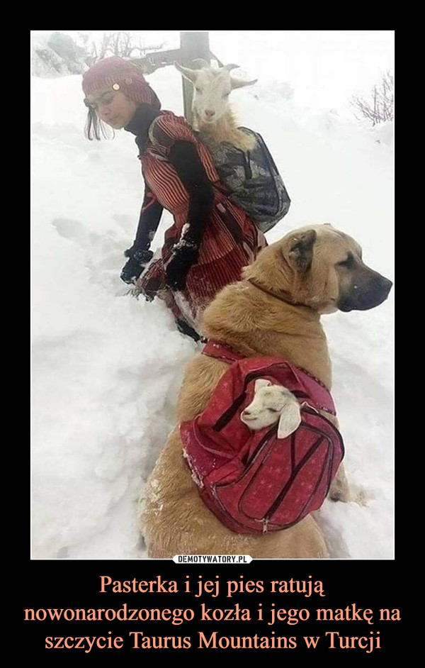 Pasterka i jej pies ratują nowonarodzonego kozła i jego matkę na szczycie Taurus Mountains w Turcji