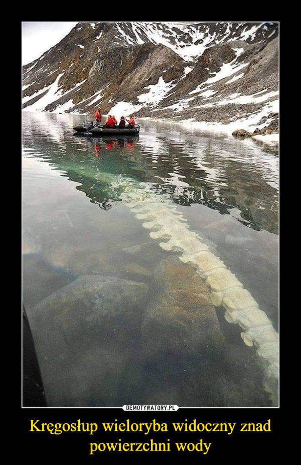Kręgosłup wieloryba widoczny znad powierzchni wody