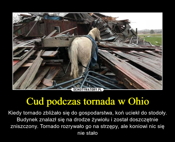 Cud podczas tornada w Ohio – Kiedy tornado zbliżało się do gospodarstwa, koń uciekł do stodoły. Budynek znalazł się na drodze żywiołu i został doszczętnie zniszczony. Tornado rozrywało go na strzępy, ale koniowi nic się nie stało 