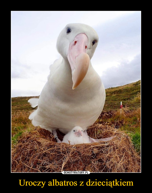 Uroczy albatros z dzieciątkiem –  