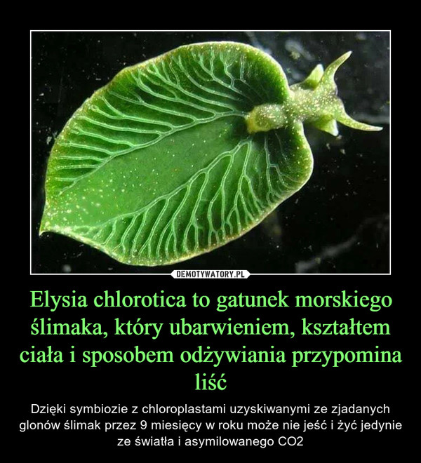 Elysia chlorotica to gatunek morskiego ślimaka, który ubarwieniem, kształtem ciała i sposobem odżywiania przypomina liść – Dzięki symbiozie z chloroplastami uzyskiwanymi ze zjadanych glonów ślimak przez 9 miesięcy w roku może nie jeść i żyć jedynie ze światła i asymilowanego CO2 