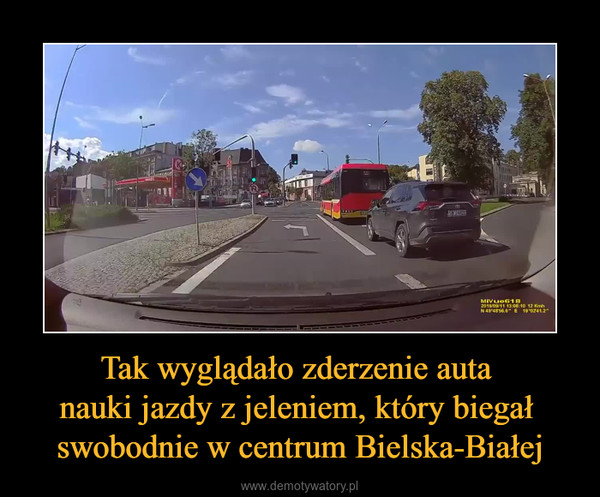 Tak wyglądało zderzenie auta nauki jazdy z jeleniem, który biegał swobodnie w centrum Bielska-Białej –  