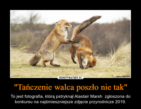 "Tańczenie walca poszło nie tak" – To jest fotografia, którą pstryknął Alastair Marsh  zgłoszona do konkursu na najśmieszniejsze zdjęcie przyrodnicze 2019. 