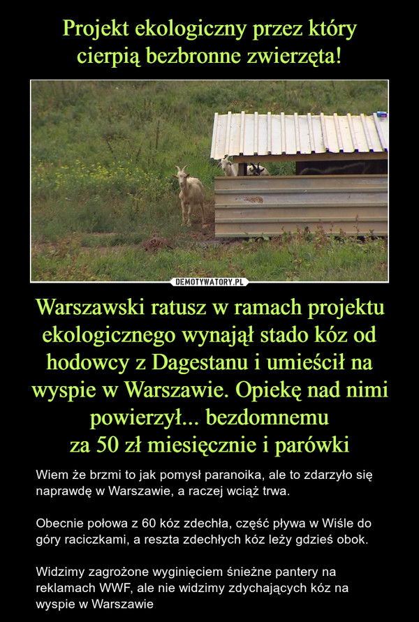 Projekt ekologiczny przez który
cierpią bezbronne zwierzęta! Warszawski ratusz w ramach projektu ekologicznego wynajął stado kóz od hodowcy z Dagestanu i umieścił na wyspie w Warszawie. Opiekę nad nimi powierzył... bezdomnemu
za 50 zł miesięcznie i parówki